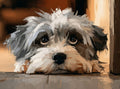 Labradoodle pup -- Art Puzzle — 88 Pieces | SoulMemora